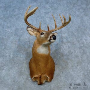 Whitetail Deer Shoulder Mount For Sale #15468 @ The Taxidermy Store