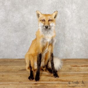 Red Fox Life-Size Mount For Sale #18882 @ The Taxidermy Store