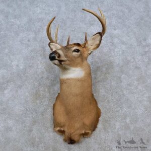 Whitetail Deer Shoulder Mount For Sale #15260 @ The Taxidermy Store
