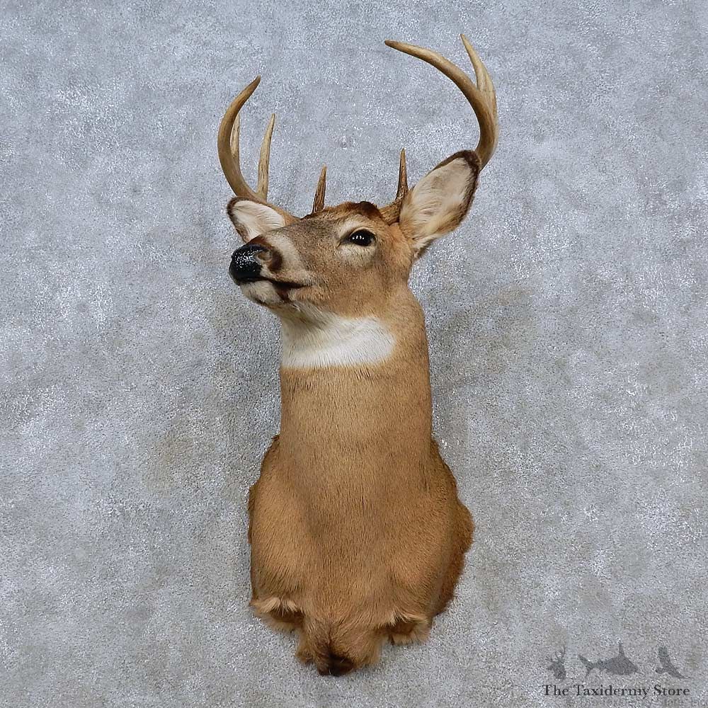 Whitetail Deer Shoulder Mount For Sale #15260 @ The Taxidermy Store