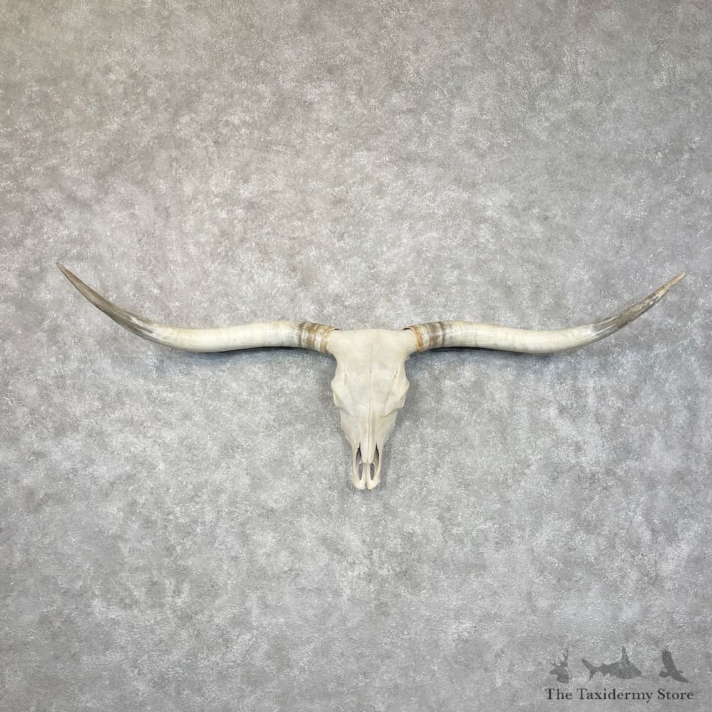 Longhorn Steer Skull European Mount For Sale #28438 @ The Taxidermy Store