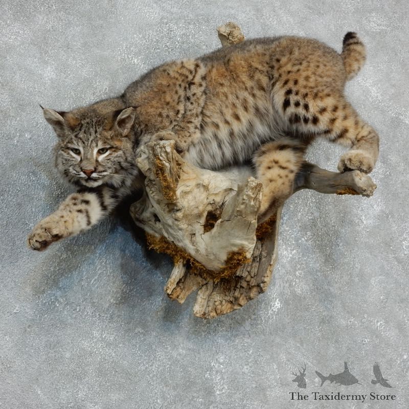 Bobcat Life-Size Mount For Sale #18230 @ The Taxidermy Store