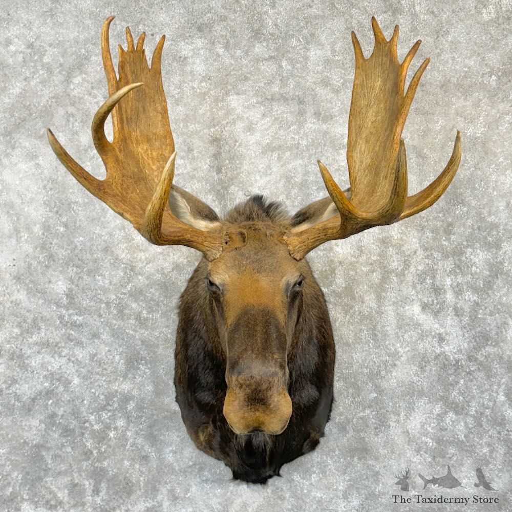 Eastern Canadian Moose Shoulder Mount For Sale #29191 @ The Taxidermy Store