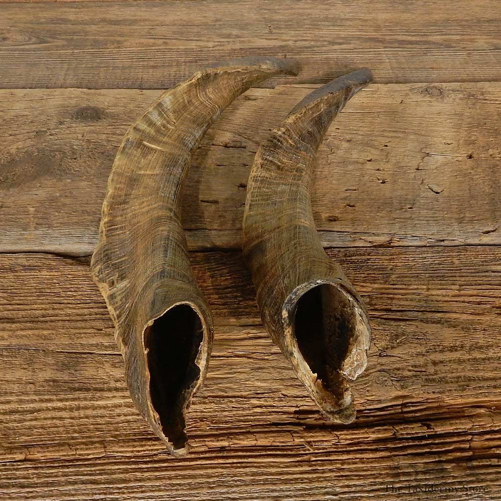 Catalina Goat Horn Set For Sale #14961 @ The Taxidermy Store