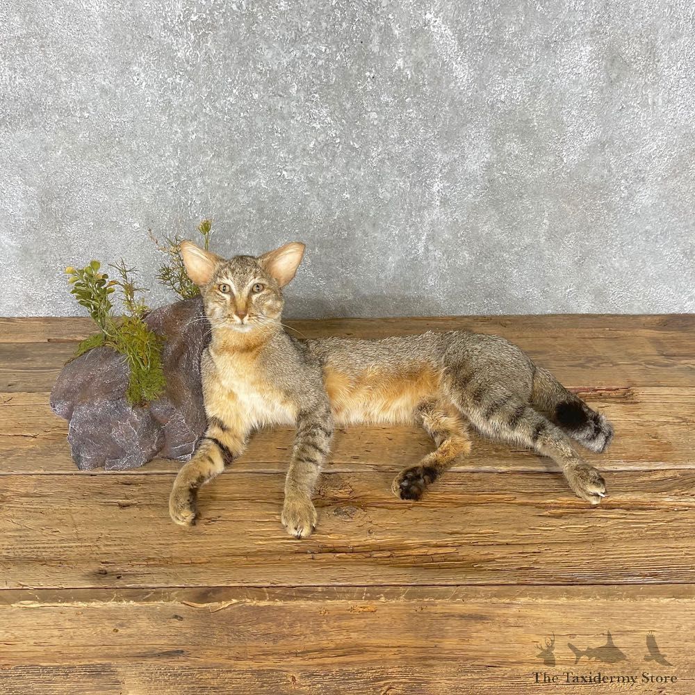 African Wildcat Taxidermy Mount For Sale #24146 @ The Taxidermy Store