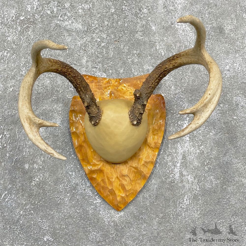 Whitetail Deer Antler Plaque Mount #24467 For Sale @ The Taxidermy Store