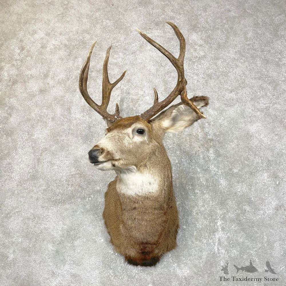 Mule Deer Shoulder Mount For Sale #24522 @ The Taxidermy Store