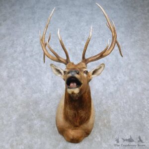 Rocky Mountain Elk Shoulder Mount For Sale #15062 @ The Taxidermy Store