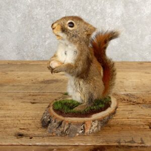 Red Squirrel Life-Size Mount For Sale #20631 @ The Taxidermy Store