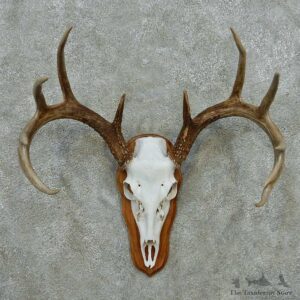 Whitetail Deer Skull Antlers European Mount #13579 For Sale @ The Taxidermy Store