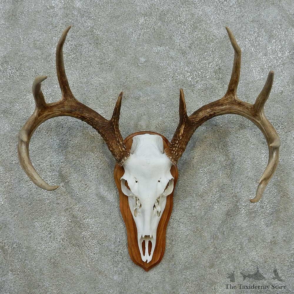 Whitetail Deer Skull Antlers European Mount #13579 For Sale @ The Taxidermy Store