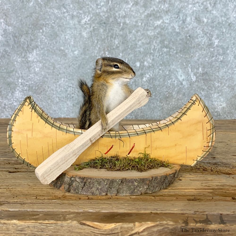 Canoe Chipmunk Novelty Mount For Sale #22616 @ The Taxidermy Store