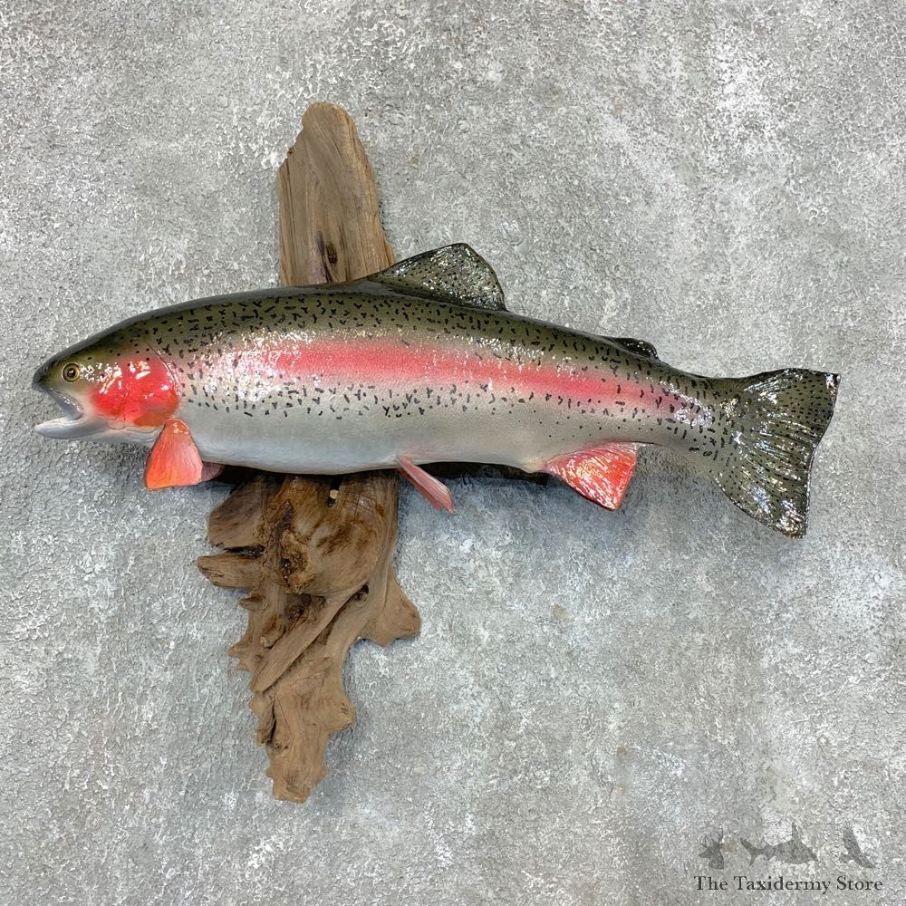 Rainbow Trout Fish Mount For Sale #22495 @ The Taxidermy Store