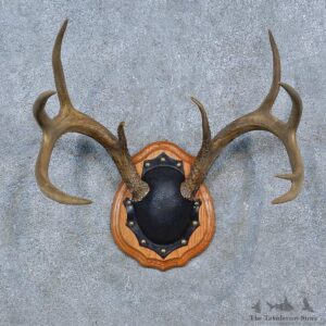 Whitetail Deer Antler Plaque Mount For Sale #15278 @ The Taxidermy Store