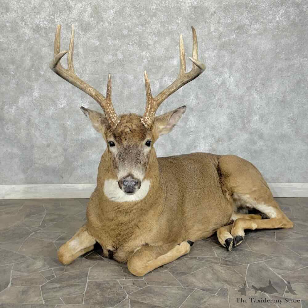 Whitetail Deer Life Size Mount For Sale #31921 @ The Taxidermy Store