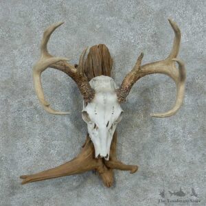 Whitetail Deer Skull & Antler European Mount #13757 For Sale @ The Taxidermy Store