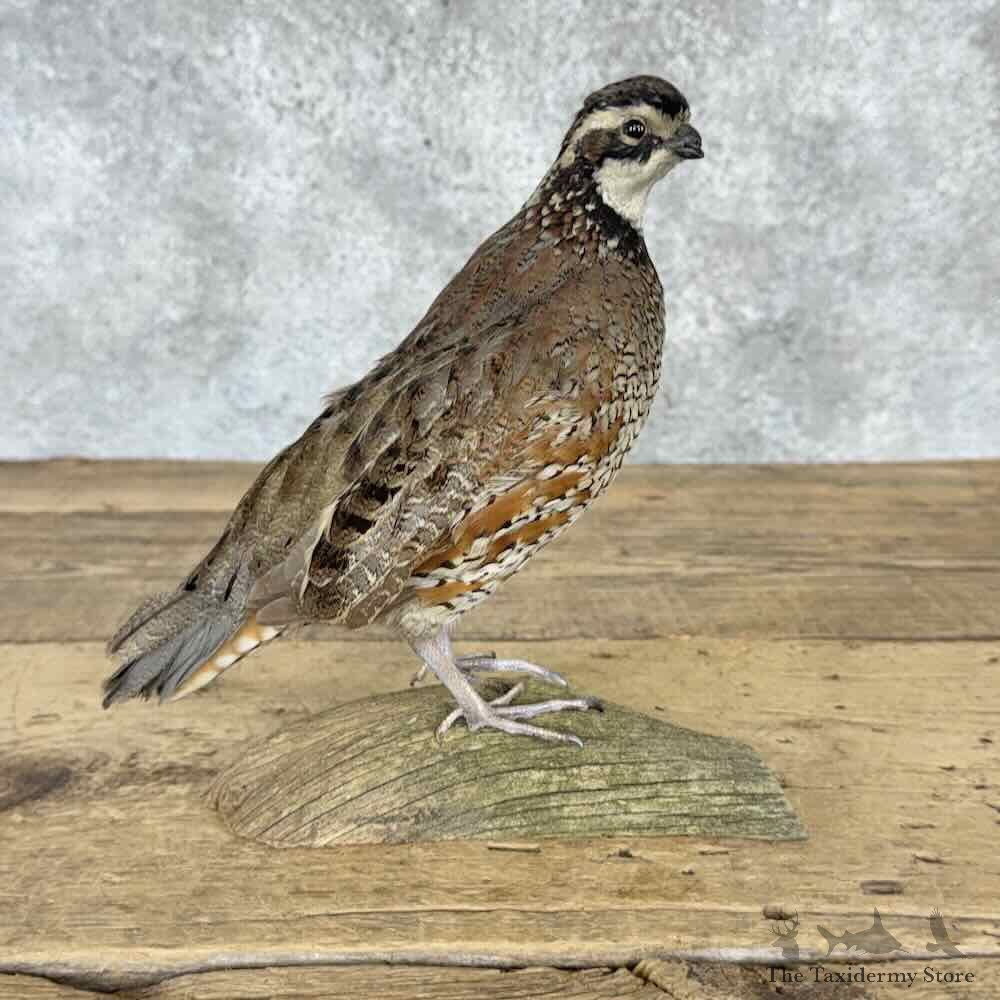 Bobwhite Quail Bird Mount For Sale #32270 @ The Taxidermy Store