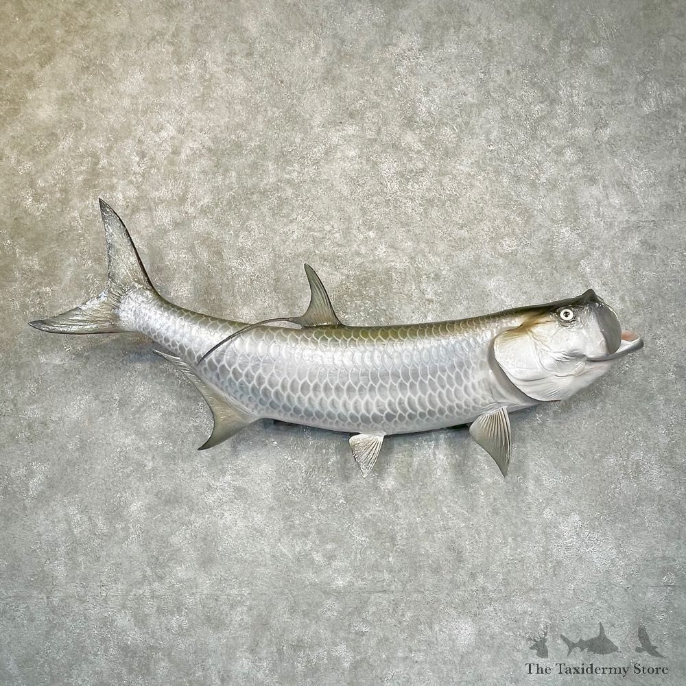 Atlantic Tarpon Fish Mount #24932 For Sale @ The Taxidermy Store