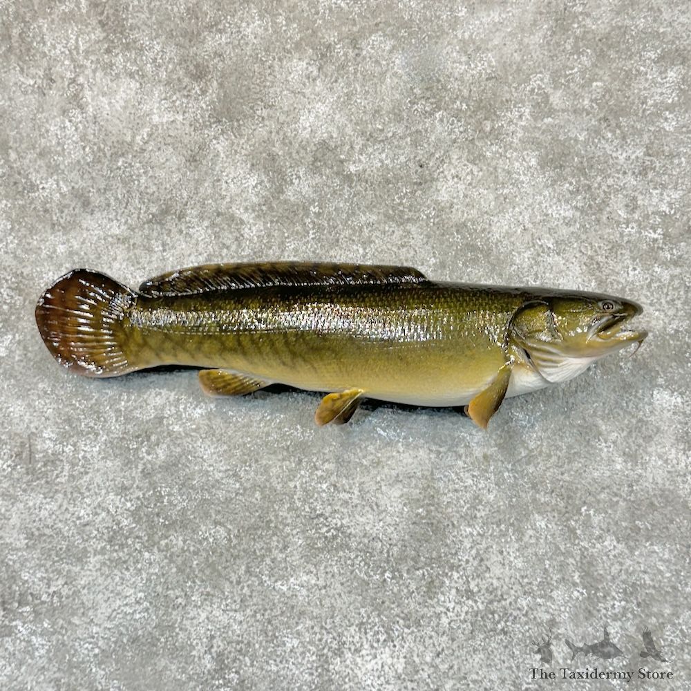 Bowfin Fish Mount For Sale #29208 @The Taxidermy Store