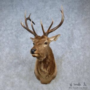 Tain Shan Wapiti Elk Shoulder Mount For Sale #15081 @ The Taxidermy Store