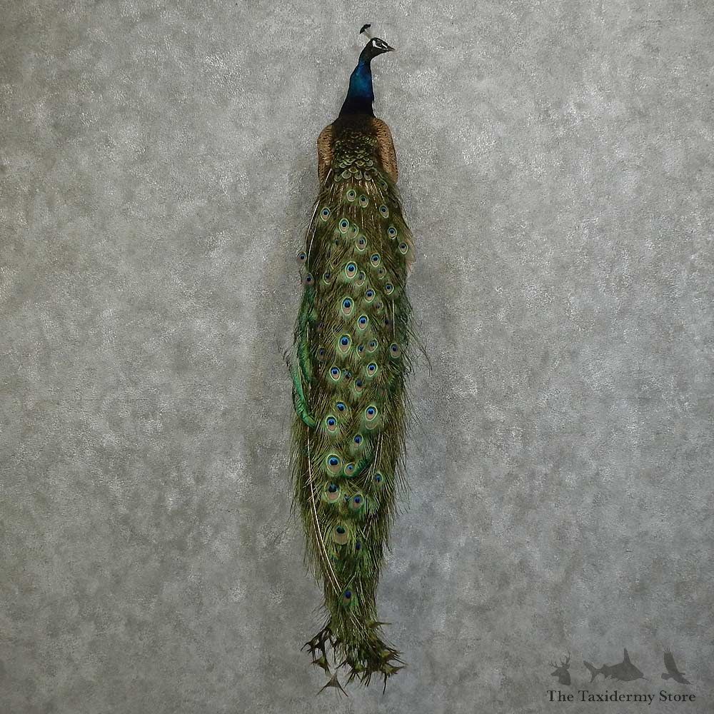 Indian Peacock Bird Mount For Sale #16061 @ The Taxidermy Store