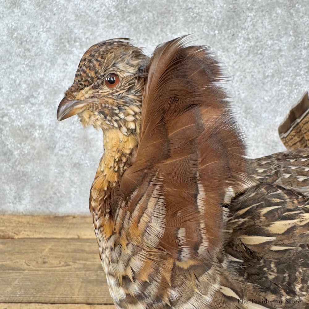 Ruffed Grouse Bird Mount For Sale #30181 @ The Taxidermy Store