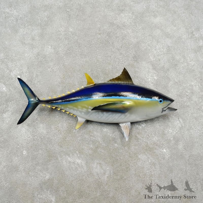 Yellow Fin Tuna Taxidermy Fish Mount For Sale - 17343 - The Taxidermy Store