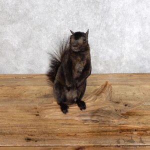 Black Squirrel Mount For Sale #18575 @ The Taxidermy Store