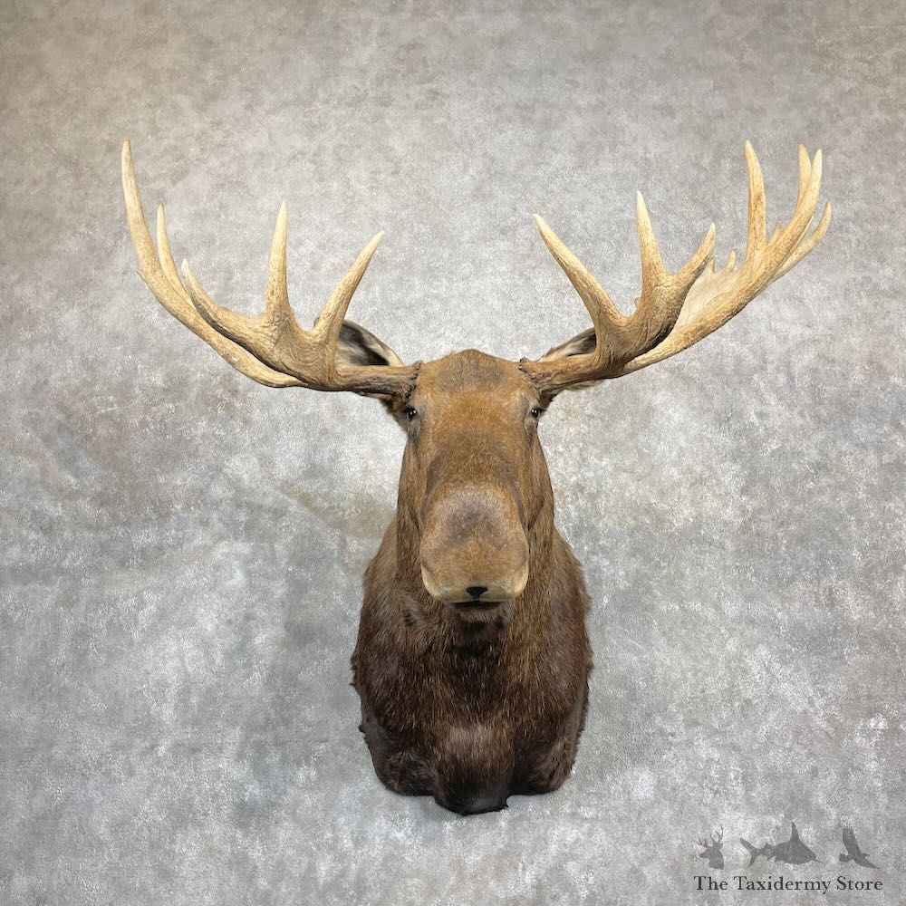 Alaskan Yukon Moose Shoulder Mount For Sale #27289 @ The Taxidermy Store
