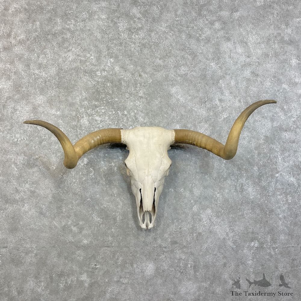 Longhorn Steer Skull European Mount For Sale #27466 @ The Taxidermy Store
