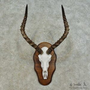 Impala Skull & Horn European Mount For Sale #16364 @ The Taxidermy Store