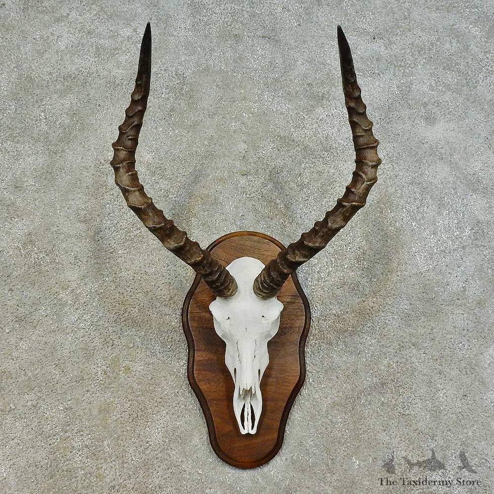 Impala Skull & Horn European Mount For Sale #16364 @ The Taxidermy Store