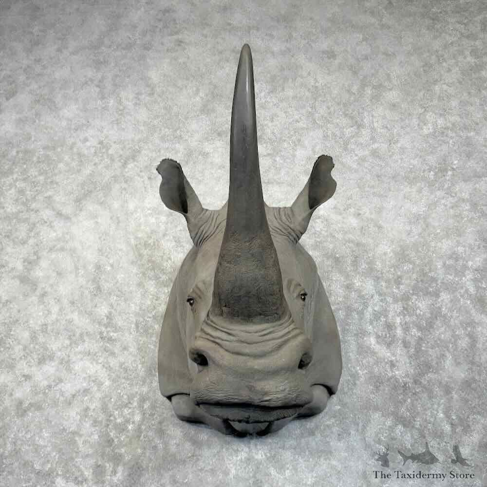White Rhinoceros Replica Shoulder Mount For Sale #30662 @ The Taxidermy Store