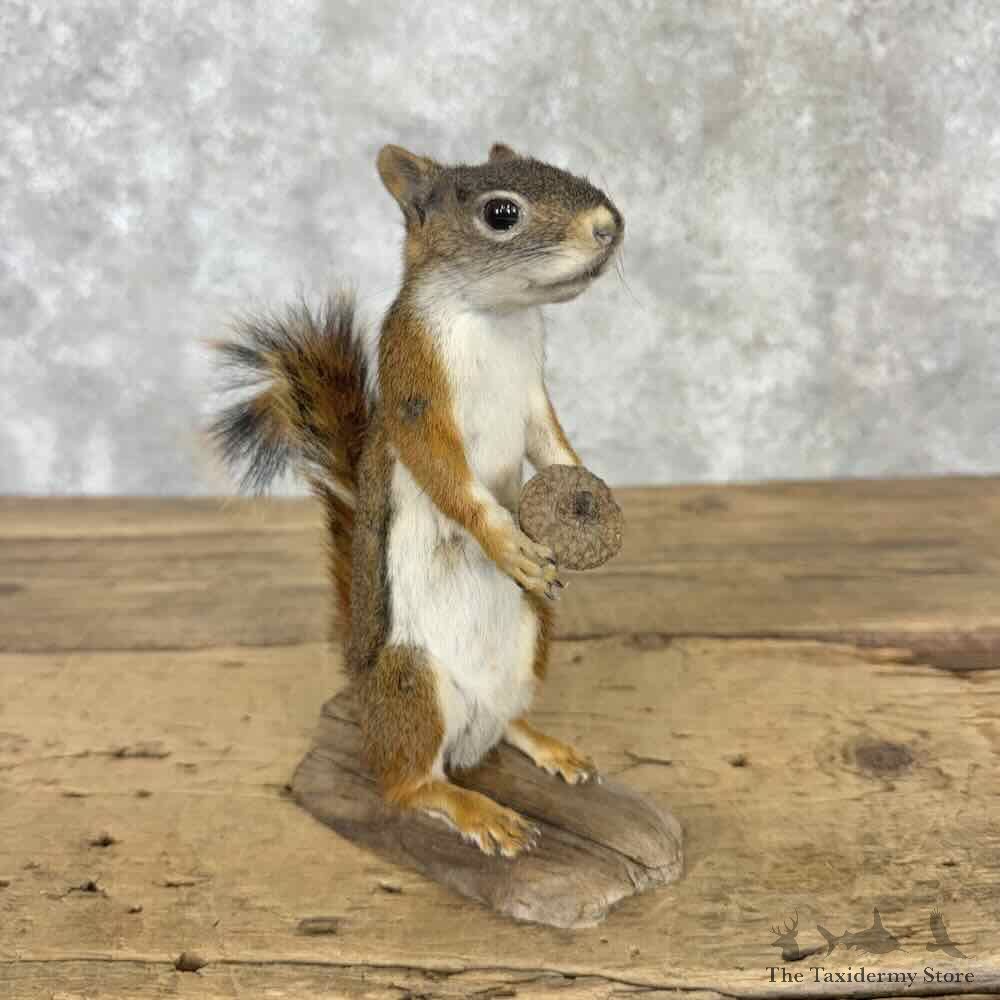 Red Pine Squirrel Mount For Sale #32238 @ The Taxidermy Store