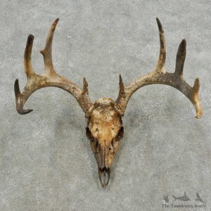 Whitetail Deer Skull & Antler Rustic Mount For Sale #16742 @ The Taxidermy Store