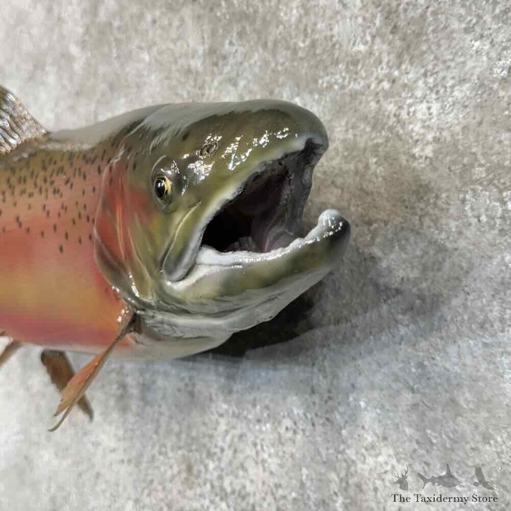Rainbow Trout Fish Mount For Sale #30449 @ The Taxidermy Store
