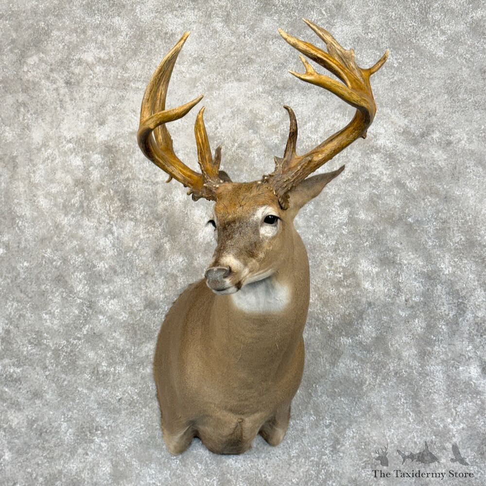 Whitetail Deer Shoulder Mount For Sale #28848 @ The Taxidermy Store