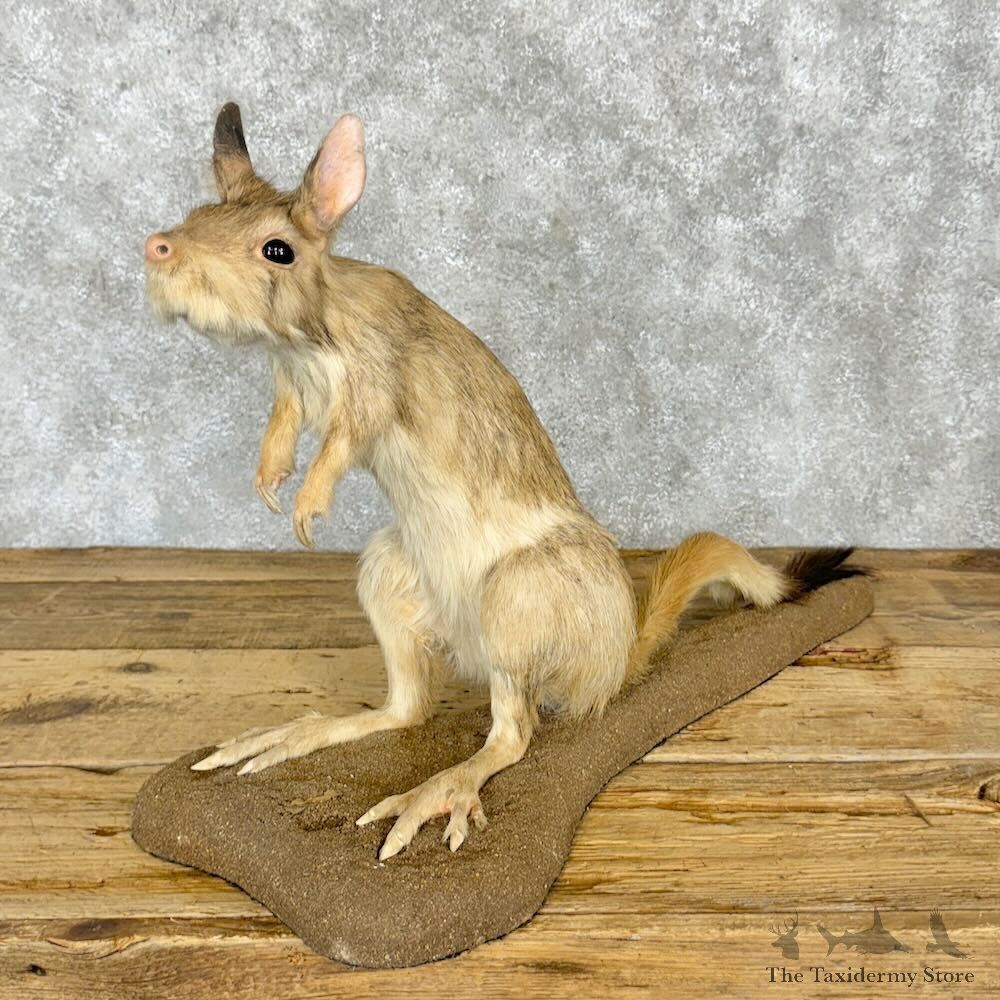 Springhare Life-Size Mount For Sale #29010 @ The Taxidermy Store