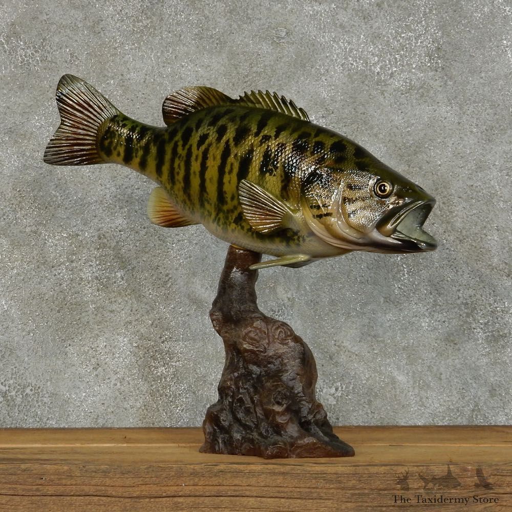 Smallmouth Bass Life Size Taxidermy Mount #131234 For Sale @ The Taxidermy Store