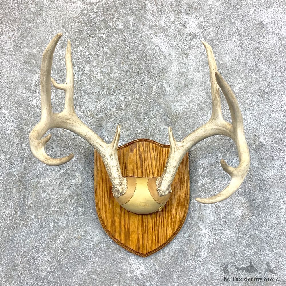 Whitetail Deer Antler Plaque Mount For Sale #23576 @ The Taxidermy Store