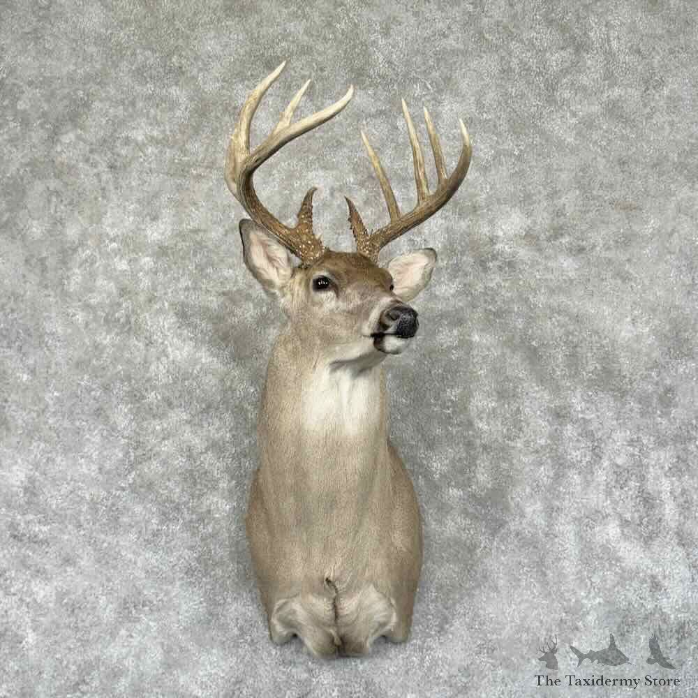Whitetail Deer Shoulder Mount For Sale #31908 @ The Taxidermy Store