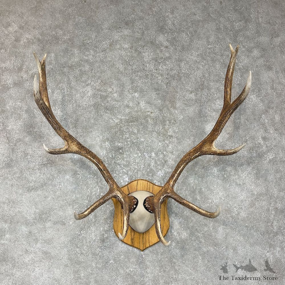Rocky Mountain Elk Plaque Mount For Sale #25484 @ The Taxidermy Store