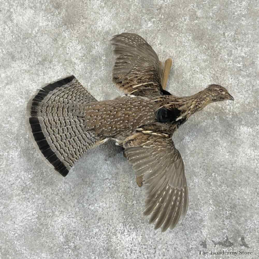 Ruffed Grouse Bird Mount For Sale #31522 @ The Taxidermy Store