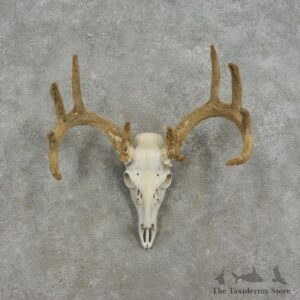 Whitetail Deer Skull European In Velvet Mount For Sale #17076 @ The Taxidermy Store