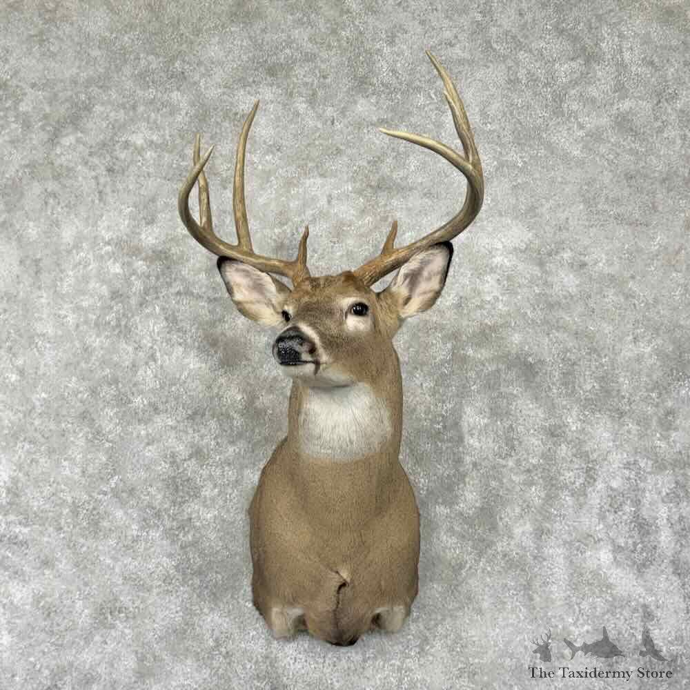 Whitetail Deer Shoulder Mount For Sale #31804 @ The Taxidermy Store