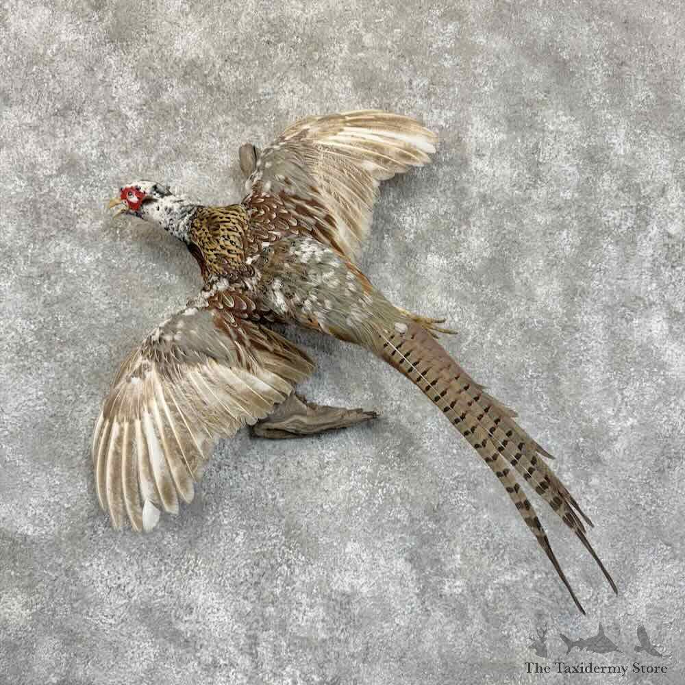 Pied Ringneck Pheasant Bird Mount For Sale #30572 @ The Taxidermy Store