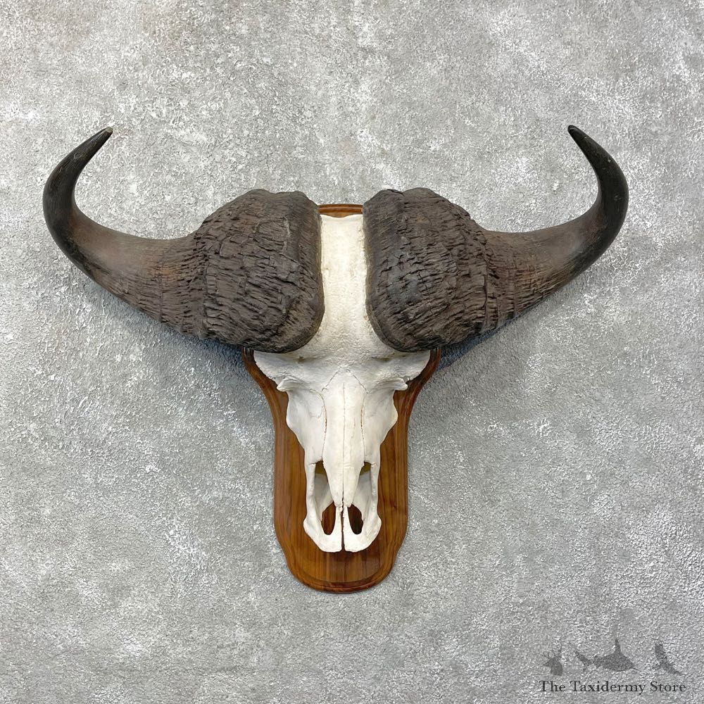 Cape Buffalo Skull Horns Mount For Sale #24792 For Sale @ The Taxidermy Store