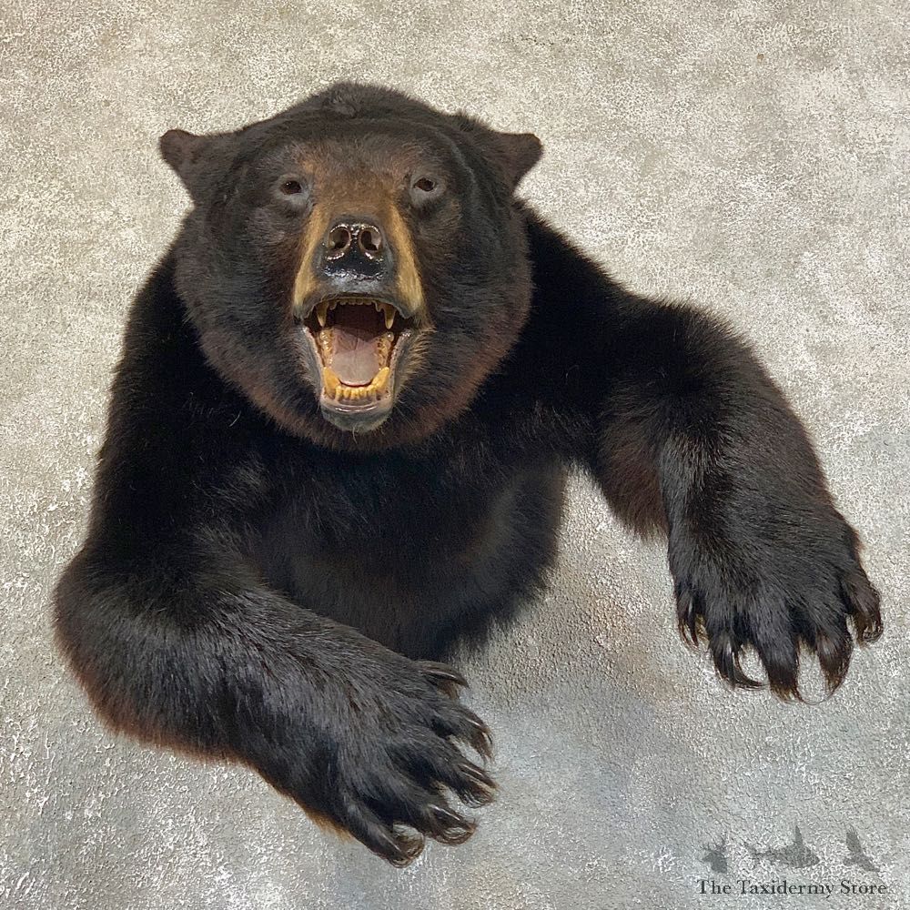 Black Bear 1/2-Life-Size Mount For Sale #23735 @ The Taxidermy Store
