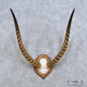 Common Lechwe Horn Plaque Mount For Sale #14456 @ The Taxidermy Store