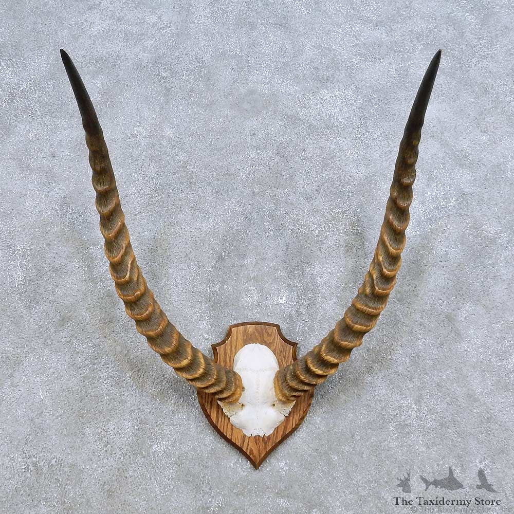 Common Lechwe Horn Plaque Mount For Sale #14456 @ The Taxidermy Store